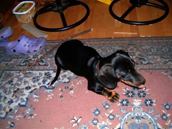 Gravhund Piw - mors - piw venter billede 14