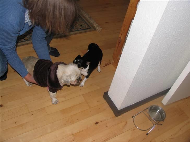 Blanding af racer Minneke *himmelhund* R.I.P. min skat. - Mille og Perle mødes billede 4