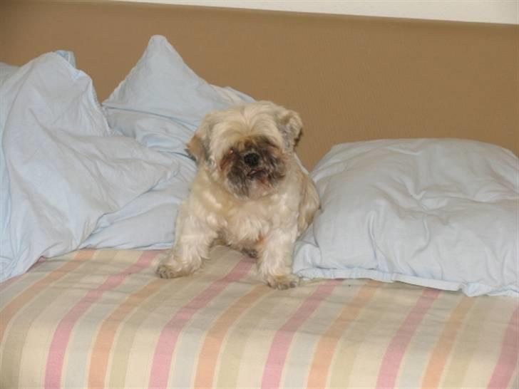 Blanding af racer Minneke *himmelhund* R.I.P. min skat. - Mille to mdr. og 2,5 kg tungere - med masser af selvtillid og smuk pels. billede 5