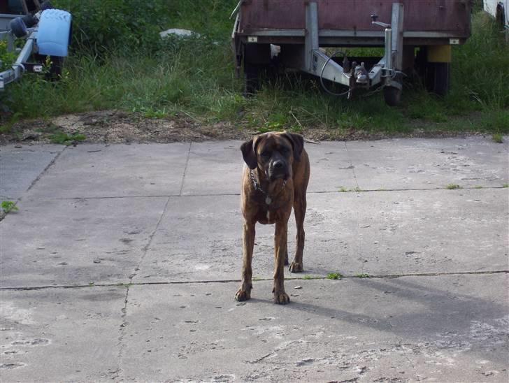 Blanding af racer mille billede 8