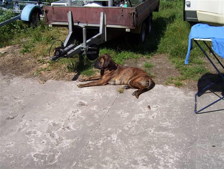 Blanding af racer mille - her ligger hun og nyder det gode vejr  billede 9