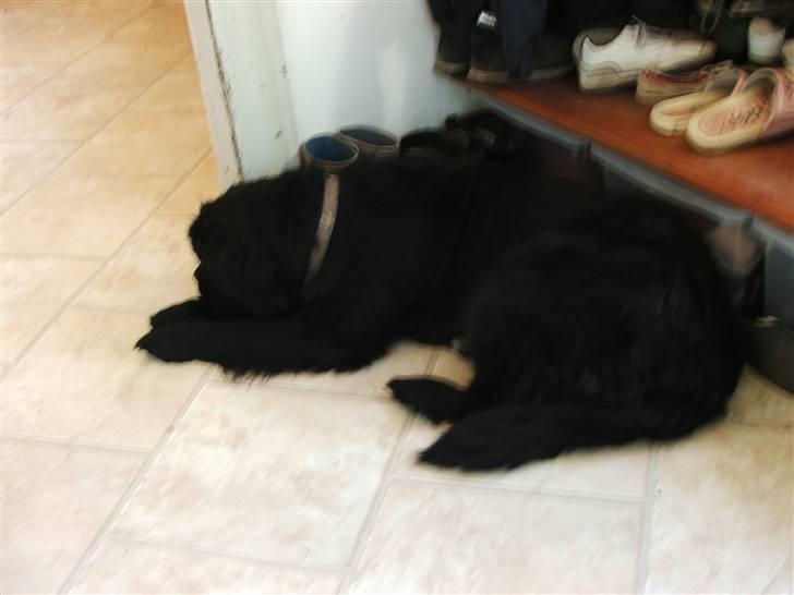 Newfoundlænder Ursulas Perlemor  billede 9