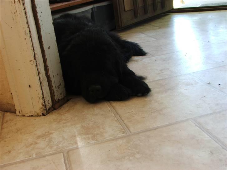 Newfoundlænder Ursulas Perlemor  billede 10