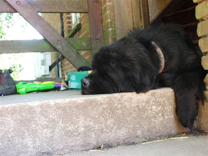 Newfoundlænder Ursulas Perlemor  billede 11