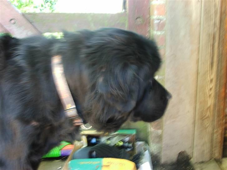 Newfoundlænder Ursulas Perlemor  billede 12