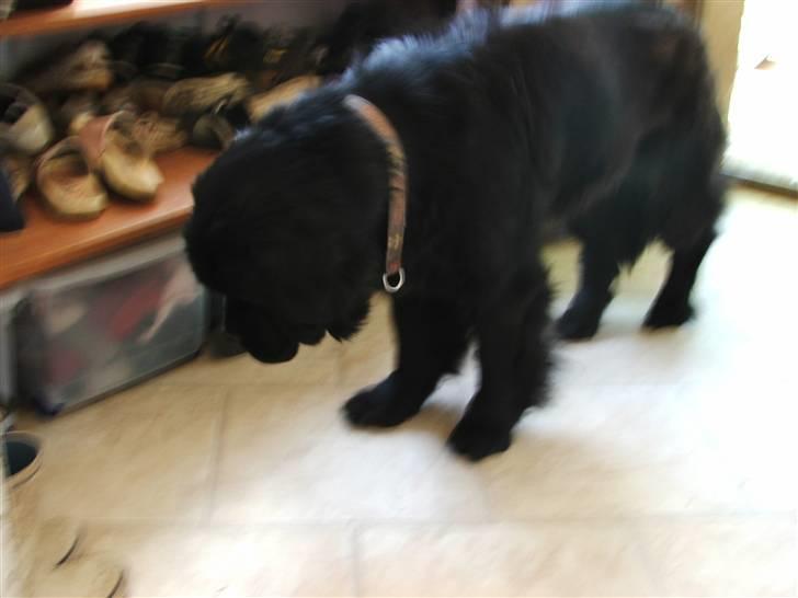 Newfoundlænder Ursulas Perlemor  billede 13