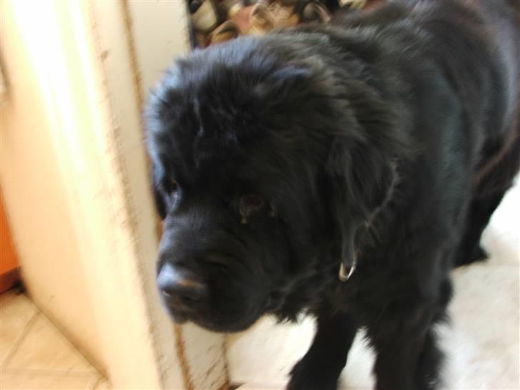 Newfoundlænder Ursulas Perlemor  billede 14