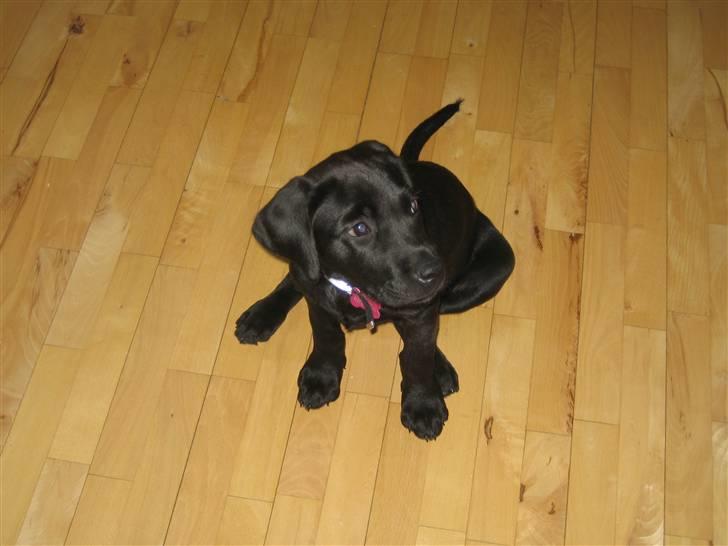 Labrador retriever Zenta billede 7