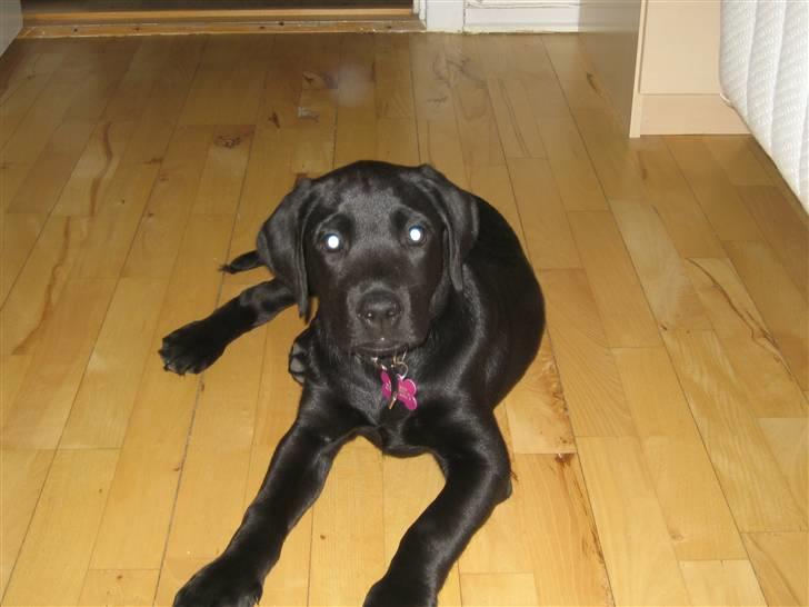 Labrador retriever Zenta billede 8