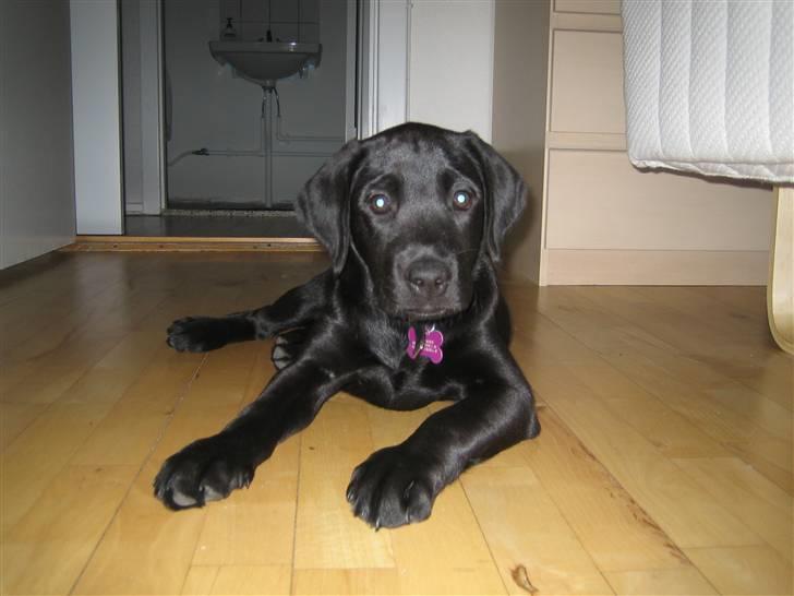 Labrador retriever Zenta billede 9