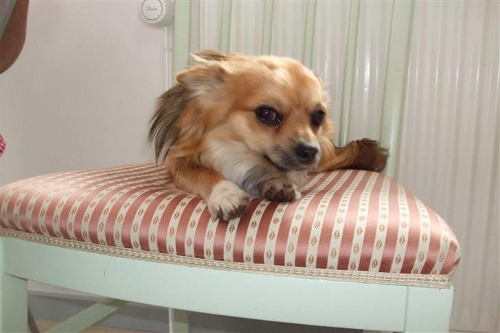 Chihuahua Sir Louis Winston - Louis på stol :) billede 8