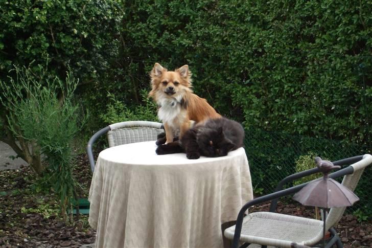 Chihuahua Sir Louis Winston - Louis og Miki leger på bordet :) Fy din sleeemme hund XD billede 9