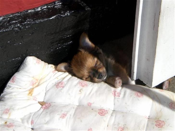 Chihuahua Sir Louis Winston - Louis som lille vaps :) billede 10