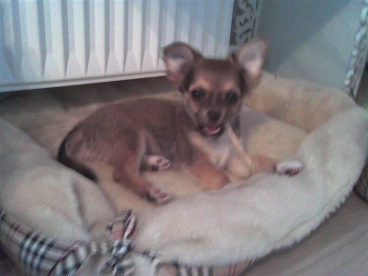 Chihuahua Sir Louis Winston - Louis som lille :) billede 11