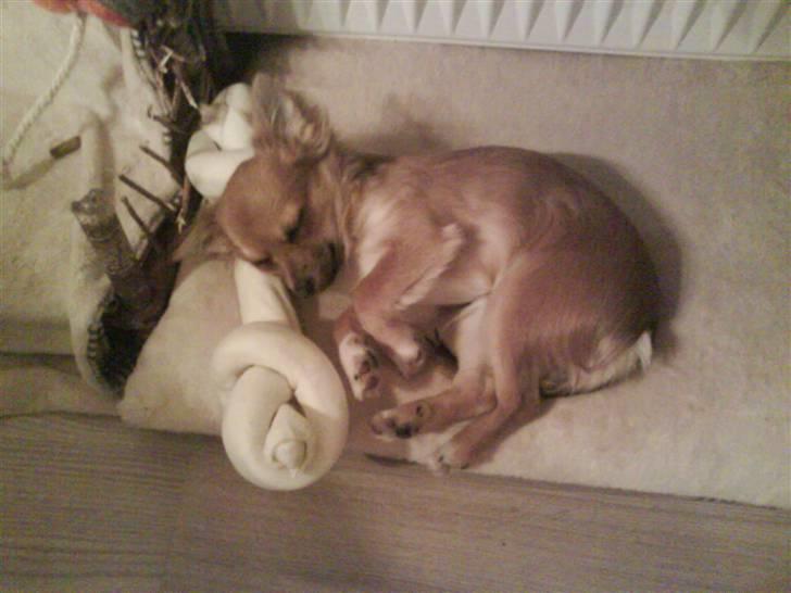 Chihuahua Sir Louis Winston - Louis med hans julegave XD billede 12