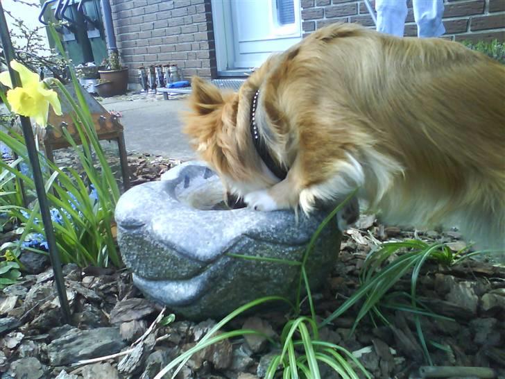 Chihuahua Sir Louis Winston - Louis drikker af "Fuglebadet" :D billede 13