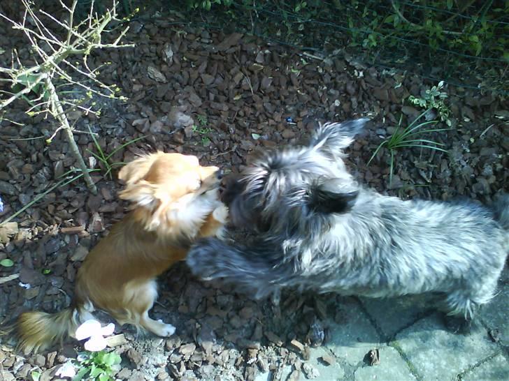 Chihuahua Sir Louis Winston - Louis leger med naboens Cairn Terrier :) billede 14