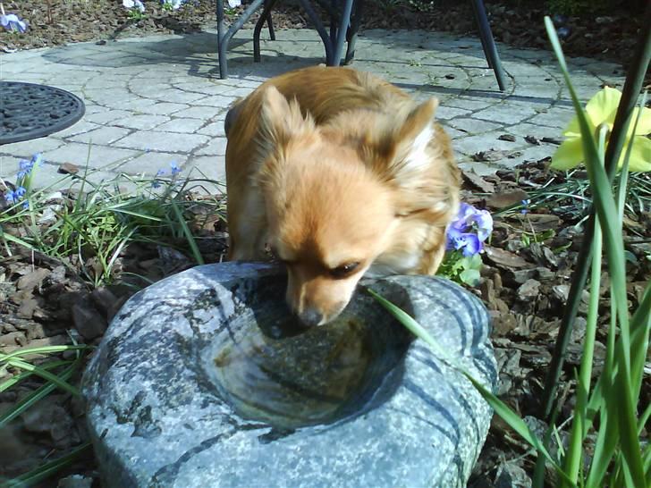Chihuahua Sir Louis Winston - Louis er stadig tørstig X) billede 15
