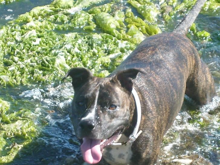 Amerikansk staffordshire terrier carla - Mor kalder mig klam, når jeg springer i, hvor det er mest beskidt,hehe billede 17