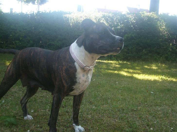 Amerikansk staffordshire terrier carla - Lidt vagt kan jeg da os holde, lidt for meget nogen gange billede 18