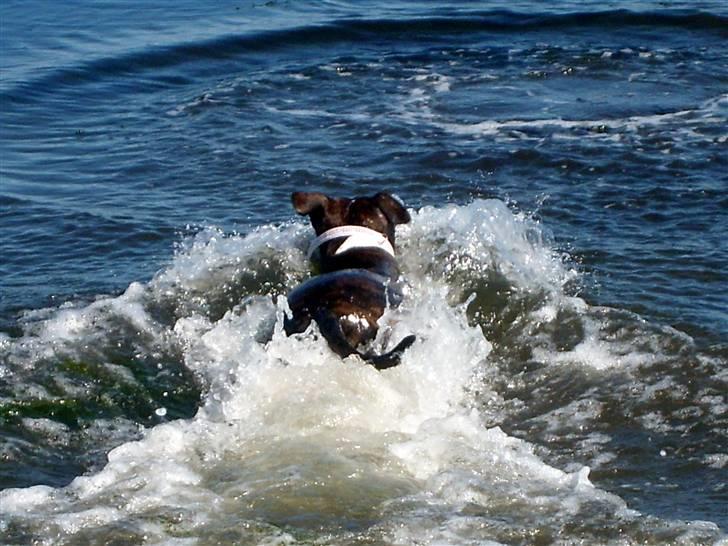 Amerikansk staffordshire terrier carla - VAAAAAANND og carla var væk billede 19