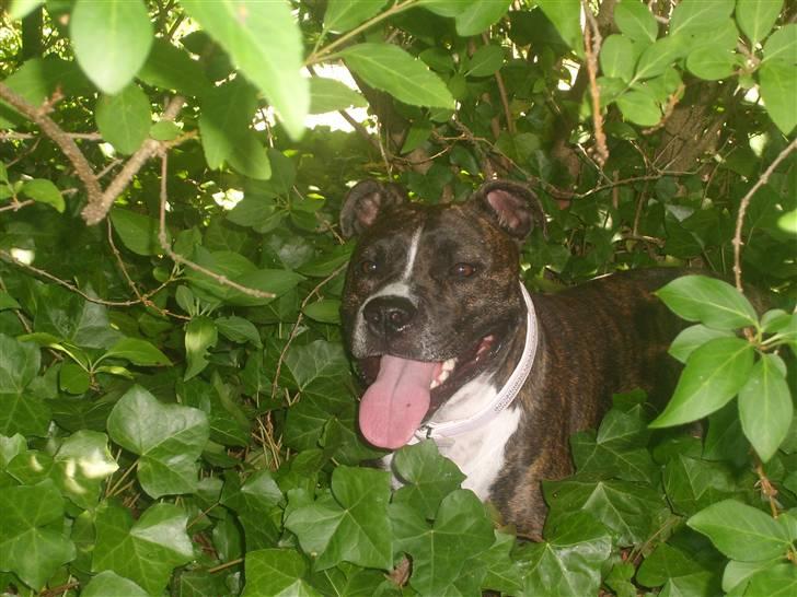 Amerikansk staffordshire terrier carla - Se min flotte hule, den er dejlig kølig, og jeg har selv lavet den.... vuf billede 20