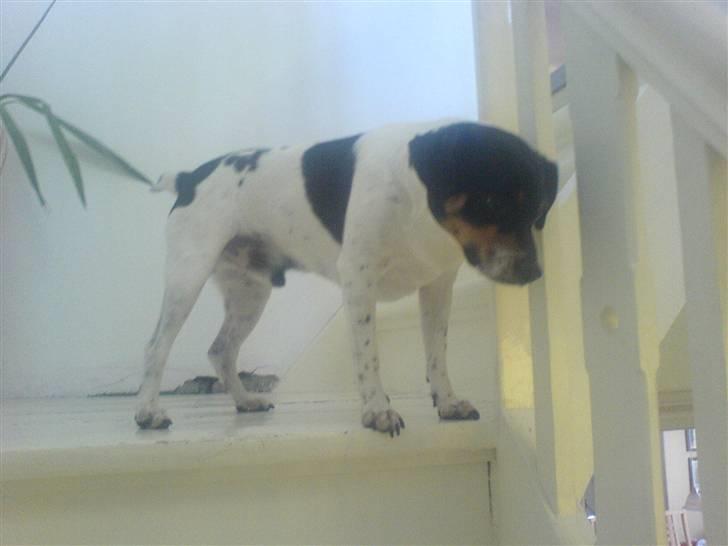 Dansk svensk gaardhund bassil billede 13