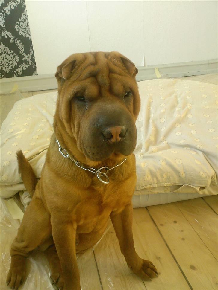 Shar pei R.I.P :'( Chubby  - Model hunden det mig billede 15