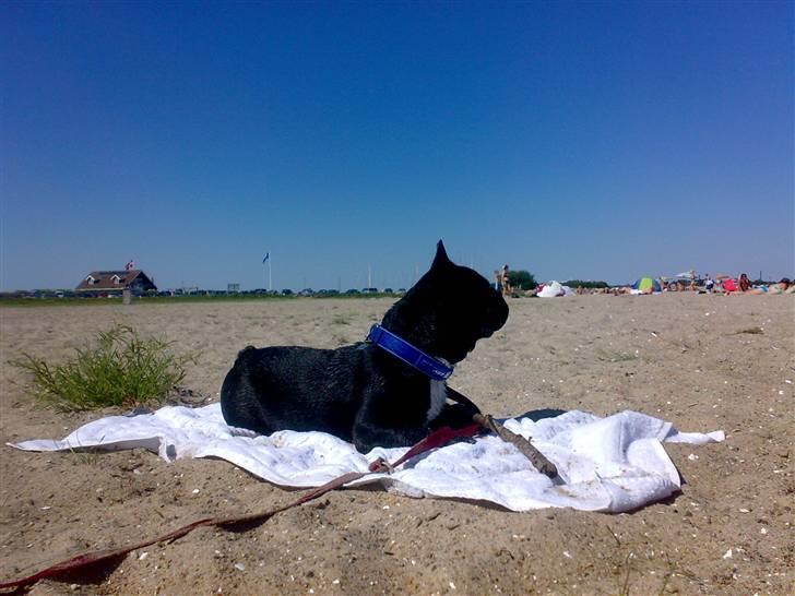 Fransk bulldog Ozzy - Ozzy er næsten alene på stranden billede 7