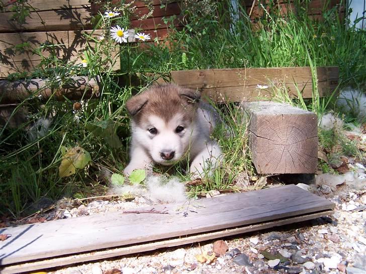 Alaskan malamute Malou - Venus 5½ uge gammel billede 20