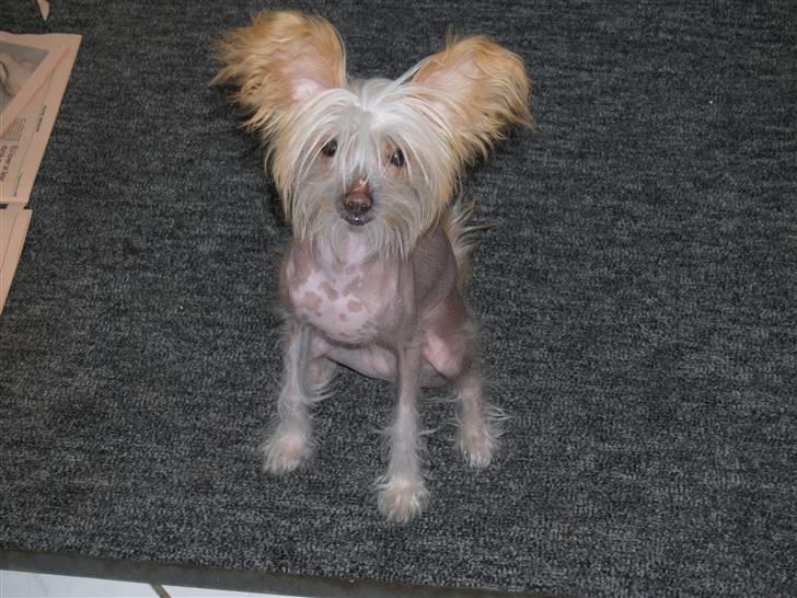 Chinese crested hårløs Dee-dee billede 13