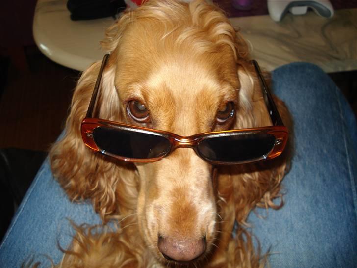 Cocker spaniel Valborg billede 1