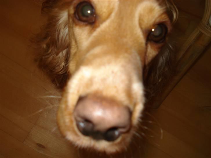 Cocker spaniel Valborg billede 7