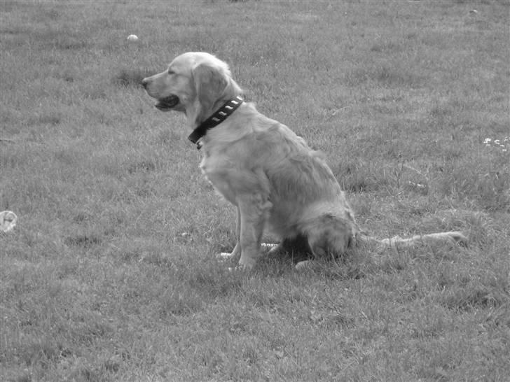 Golden retriever Skipper **DØD** billede 15