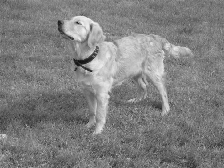 Golden retriever Skipper **DØD** billede 16