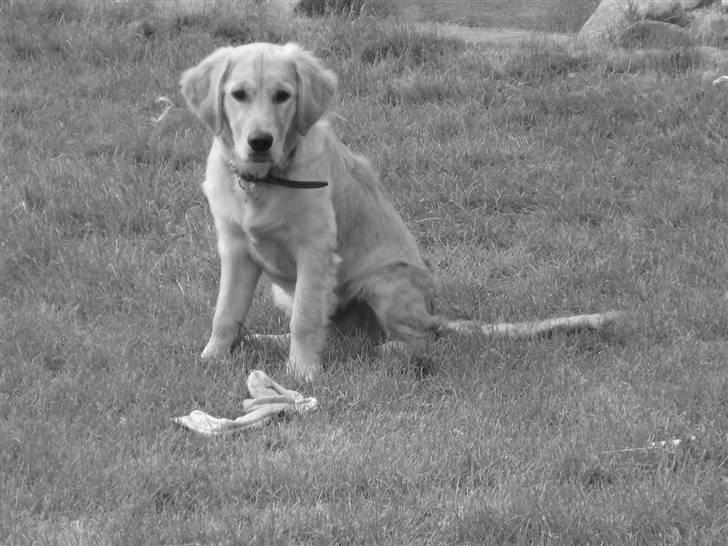 Golden retriever Skipper **DØD** billede 17