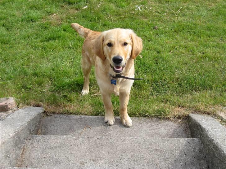 Golden retriever Skipper **DØD** billede 18