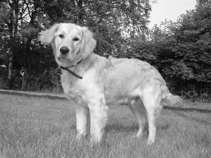 Golden retriever Skipper **DØD** billede 19