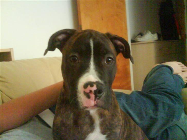 Blanding af racer Kempo   billede 1