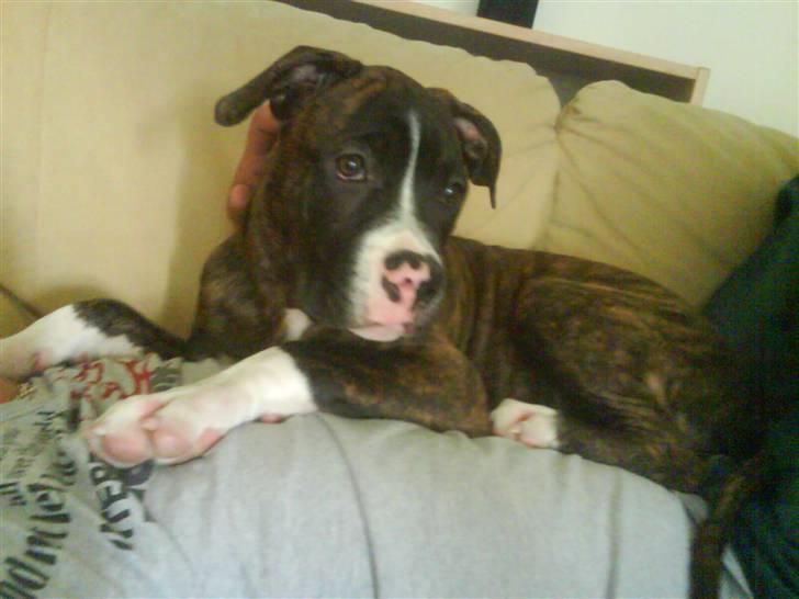 Blanding af racer Kempo   billede 2