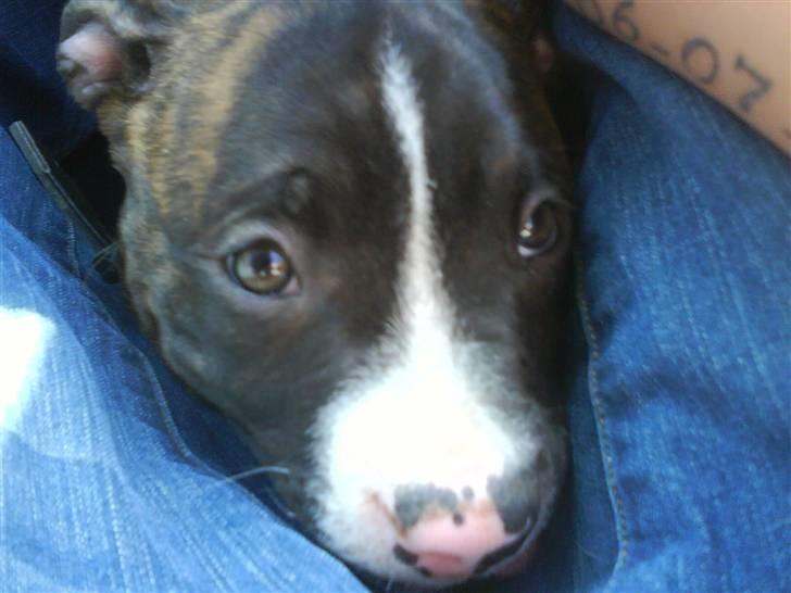 Blanding af racer Kempo   billede 3