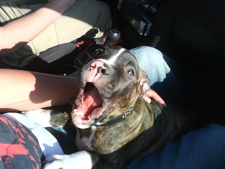 Blanding af racer Kempo   billede 4