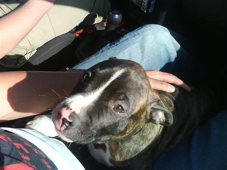 Blanding af racer Kempo   billede 5