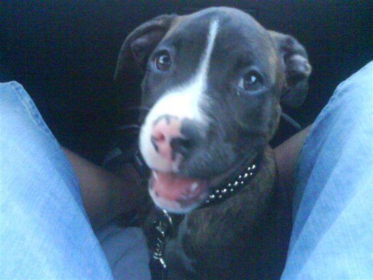 Blanding af racer Kempo   billede 6