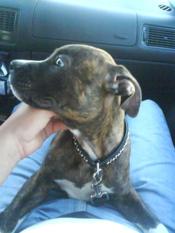 Blanding af racer Kempo   billede 7