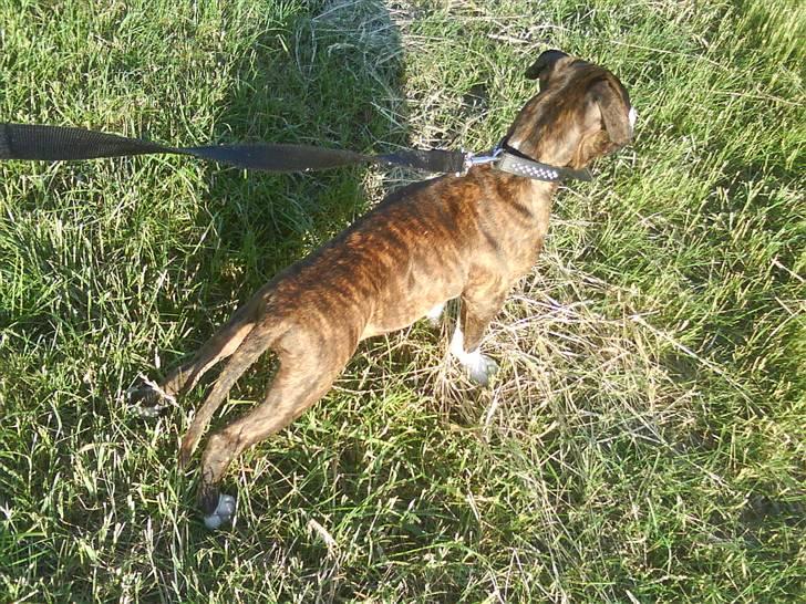 Blanding af racer Kempo   billede 8