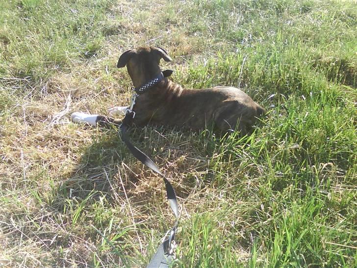 Blanding af racer Kempo   billede 9