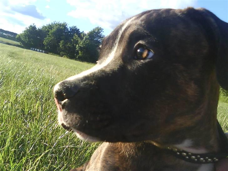 Blanding af racer Kempo   billede 10