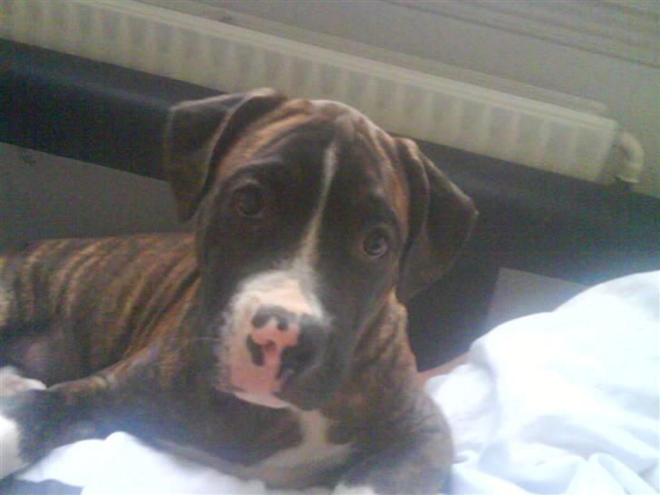 Blanding af racer Kempo   billede 11