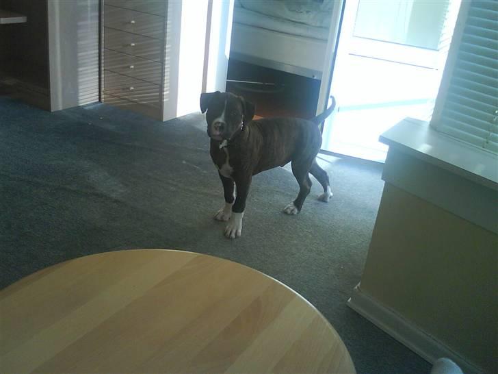 Blanding af racer Kempo   billede 12